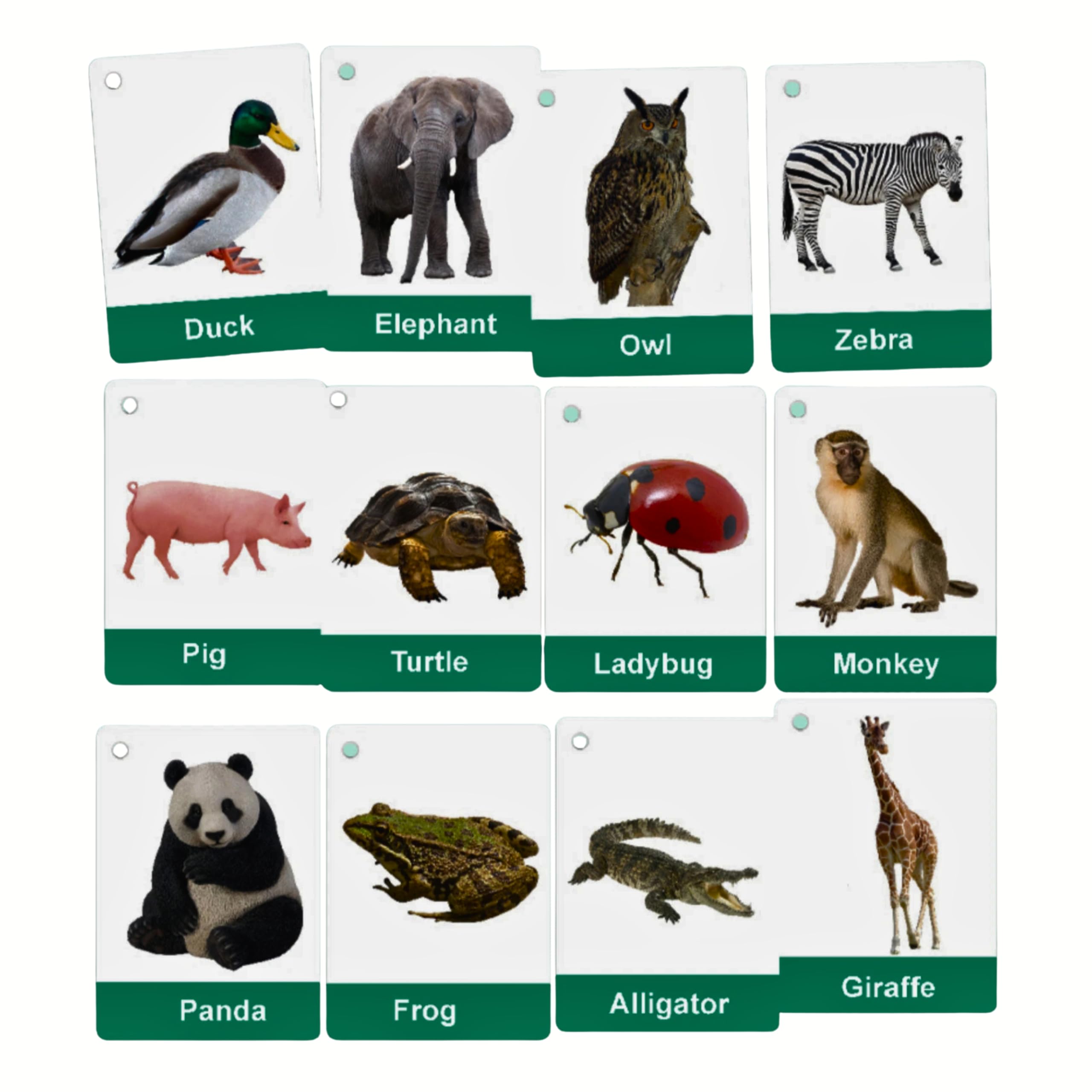 Animals Flashcards With Real Images For Toddlers 24 Cards by Zstore