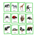 Animal flash cards: elephant, zebra, giraffe, dinosaur, spider, ladybug, owl, alligator, eagle, turtle, duck, bear