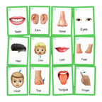 Zstore Body Parts Flashcards For Toddlers - Image Cards by Zstore