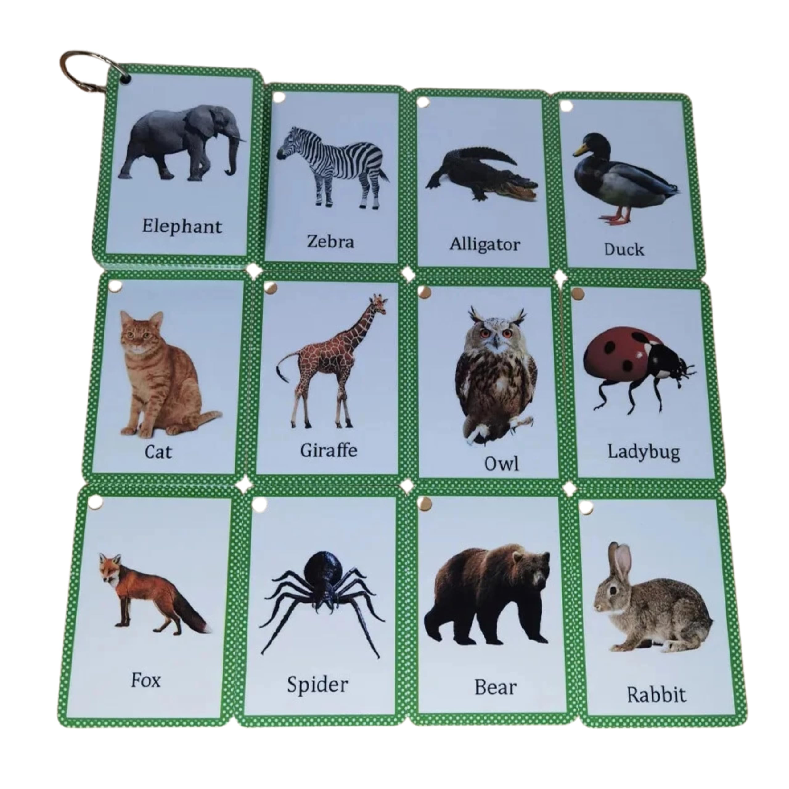 Twelve real-life animal flash cards with green borders.