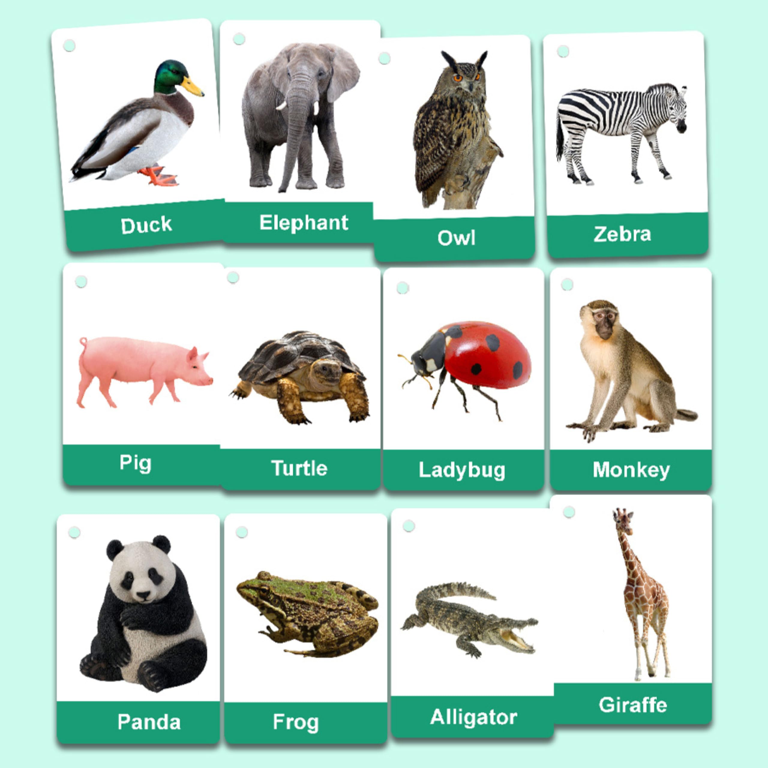 Montessori Phonics Flash Cards Toddlers Alphabet Words by Zstore