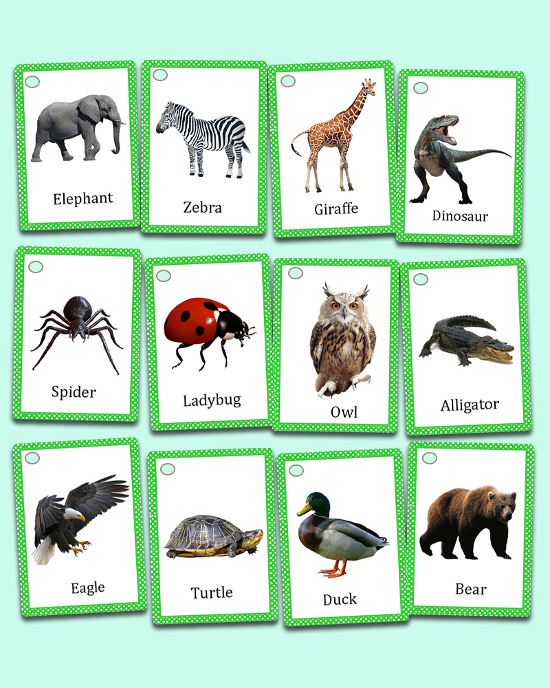 Animals flashcards