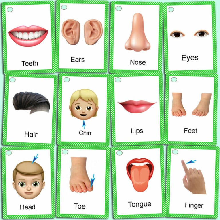 Affordable Body Parts Name Flashcards for Sale - Zstore UK