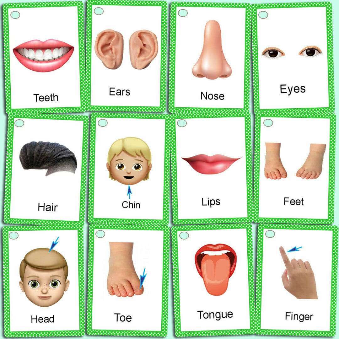 Body Parts Name Flashcards