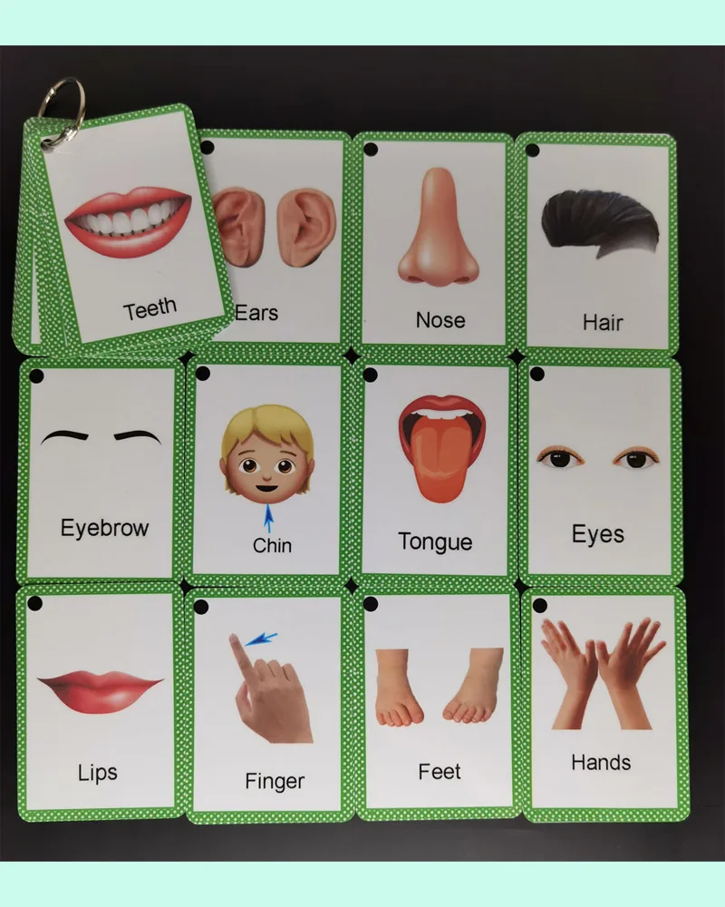 Body Parts Name Flashcards