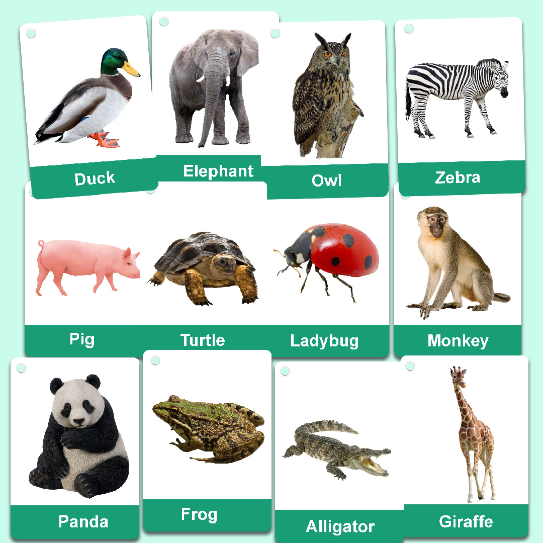  Realistic Animal Flashcards on Zstore UK