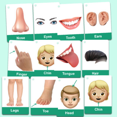 Best Human Body Parts Flashcards for Toddlers 2022- Zstore