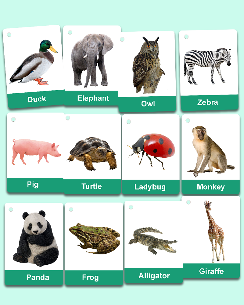 Animals Flashcards with Real Pictures